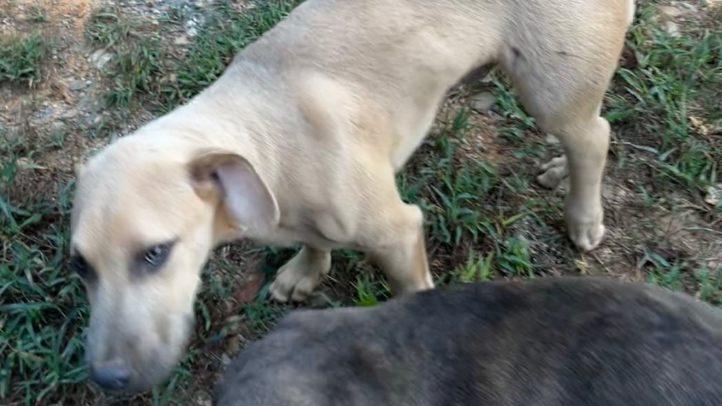 Seven Puppies Shot in Chilton County Incident, Two Fatalities Reported