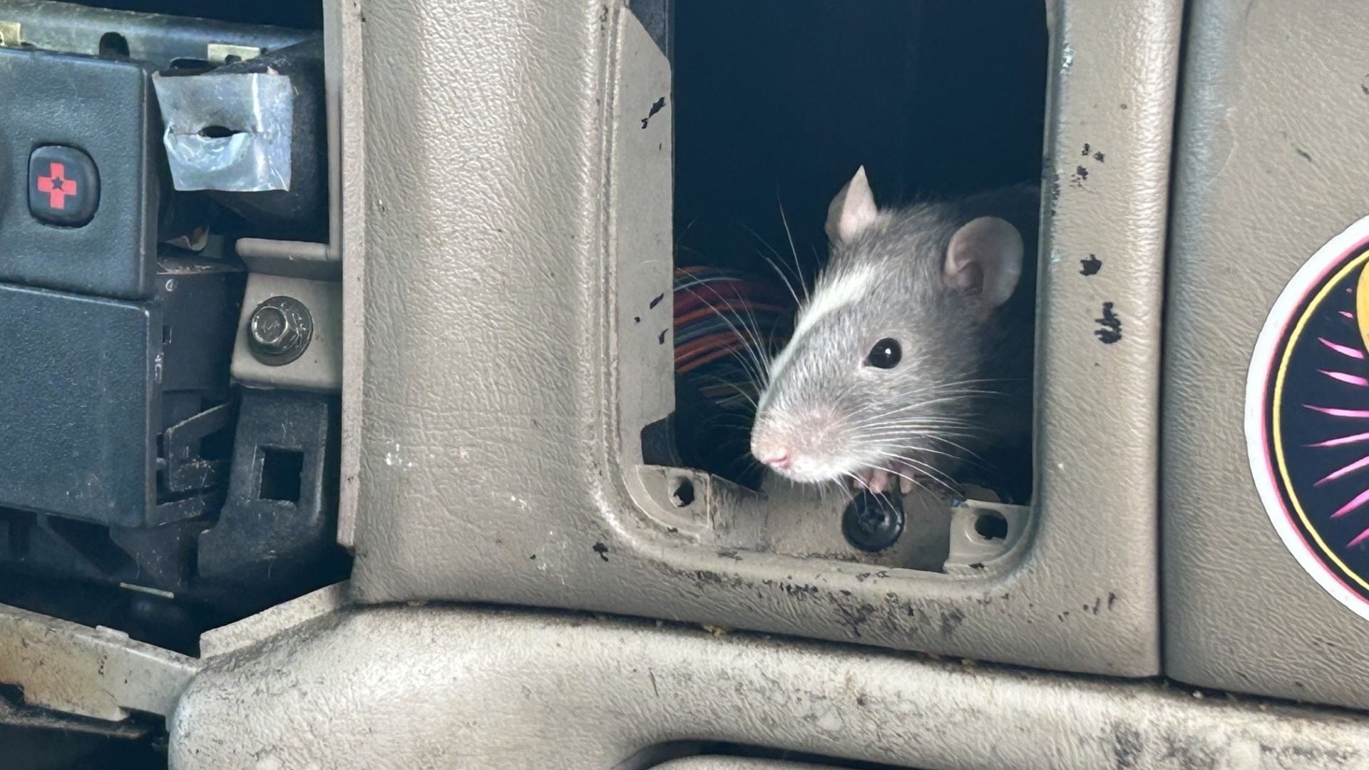 Over 100 Pet Rats Found in Parked Cars in Eugene, Neglect Investigation Launched