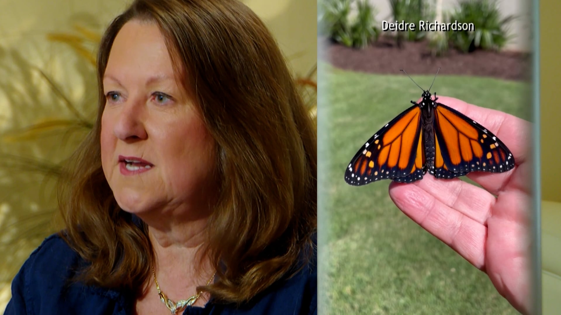 Myrtle Beach Resident Creates Backyard Sanctuary for Declining Monarch Butterflies
