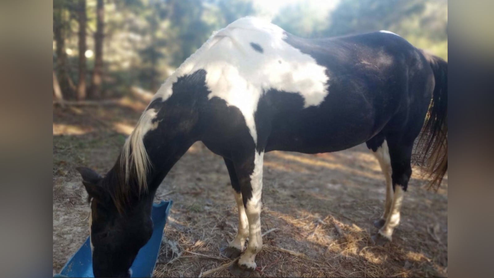 Teen Charged in Oconee County Animal Cruelty and Theft Incidents
