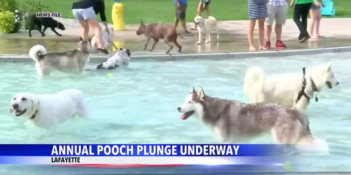 Lafayette's Castaway Bay “Goes To The Dogs”